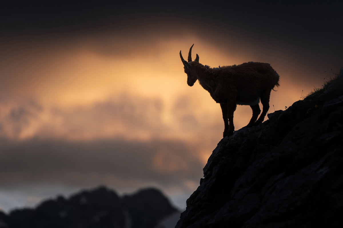 aluminium-print-alpine-ibex-x