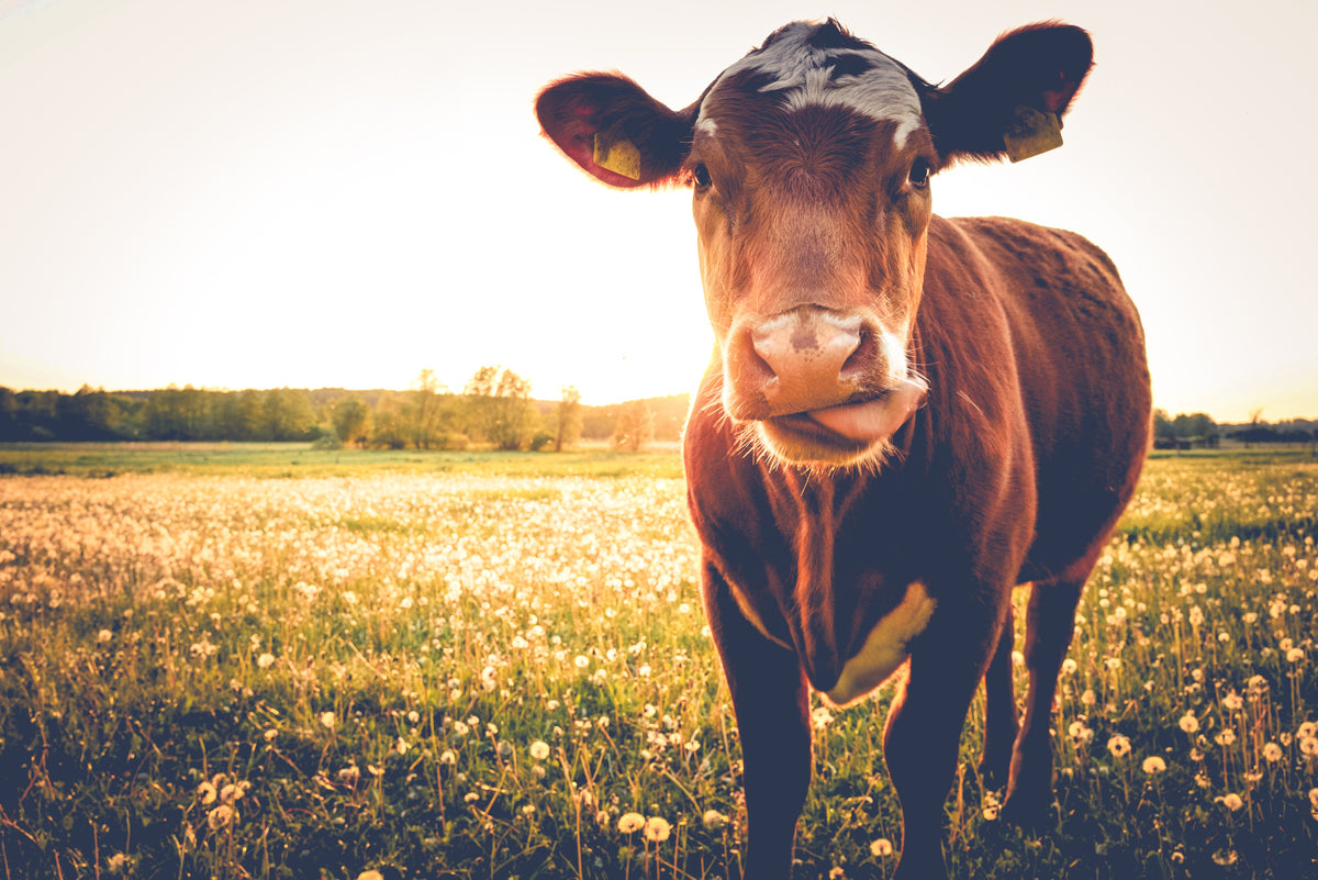 framedcanvas-print-cow-on-buttercup-meadow