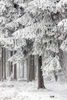 framedposter-print-winter-forest-2