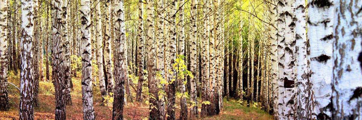 panoramic-3-piece-aluminium-print-the-path-between-birches-panorama
