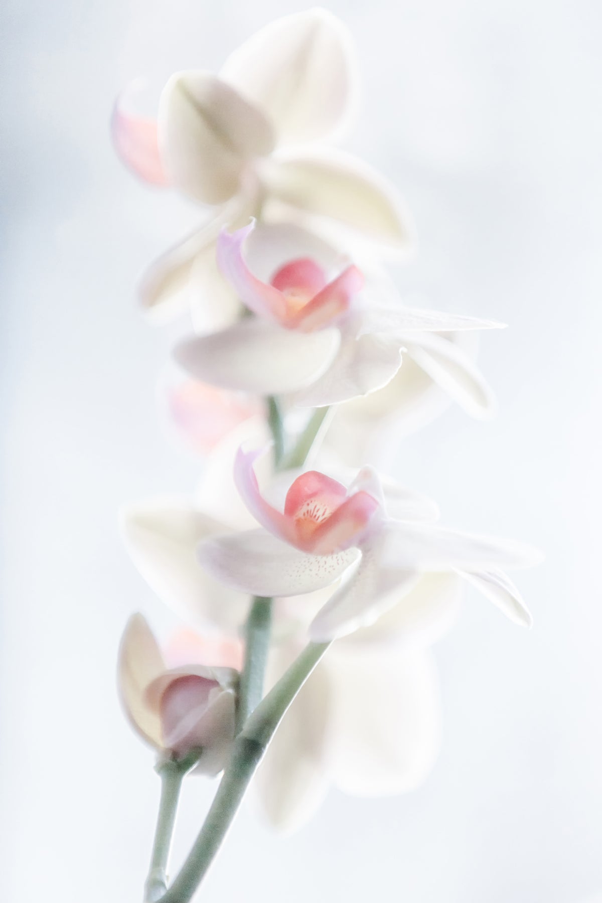 aluminium-print-pale-beauty