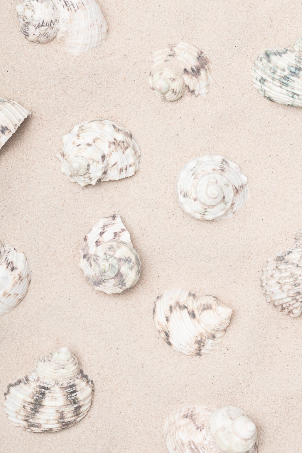 framedposter-print-shells-2