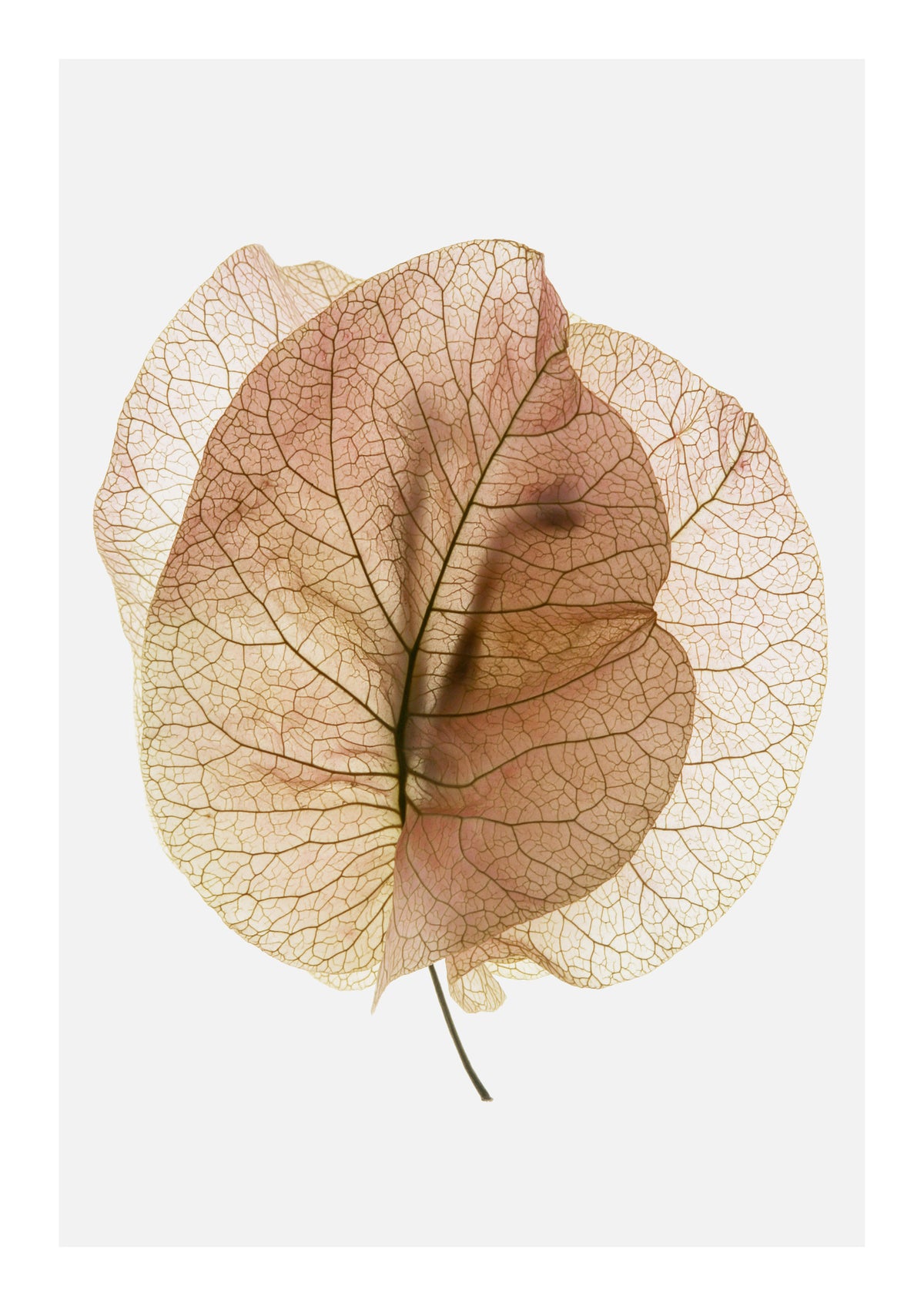 canvas-print-ethereal-leaves