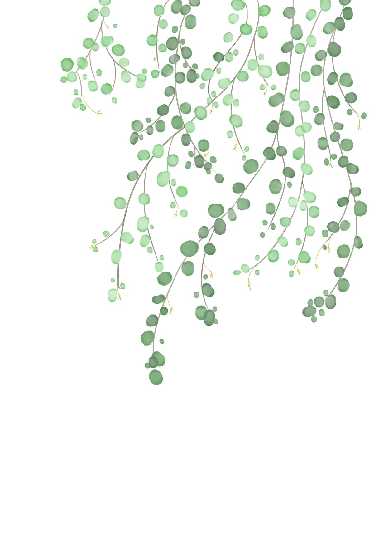 acrylic-print-birch-tree