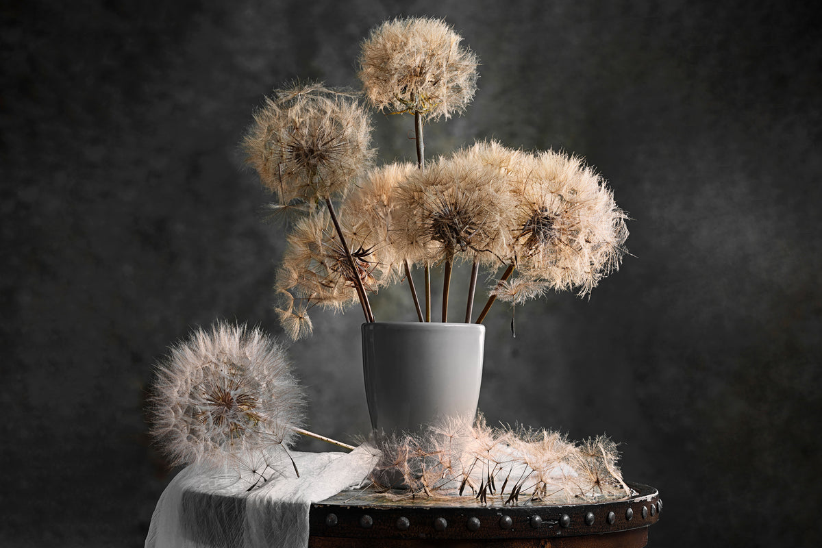 aluminium-print-dandelion-seed-pod-x