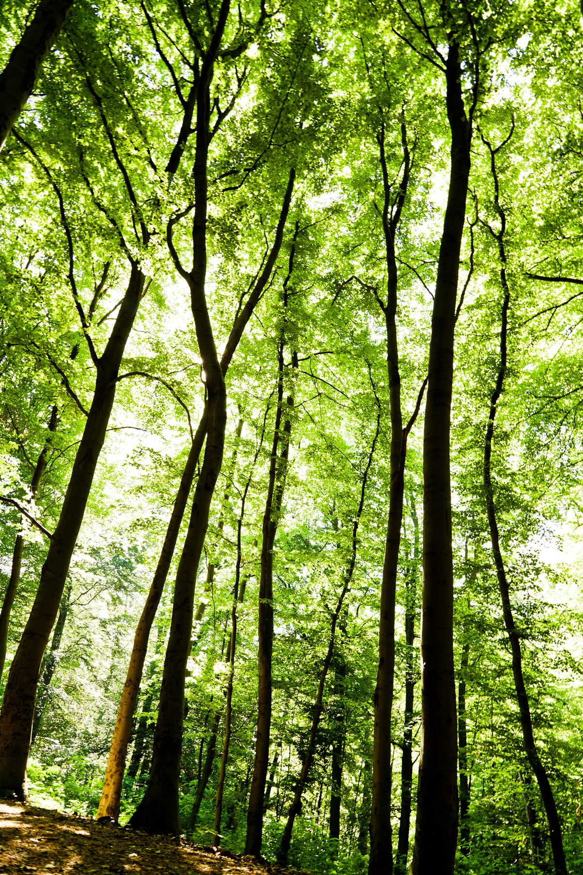 poster-print-forest
