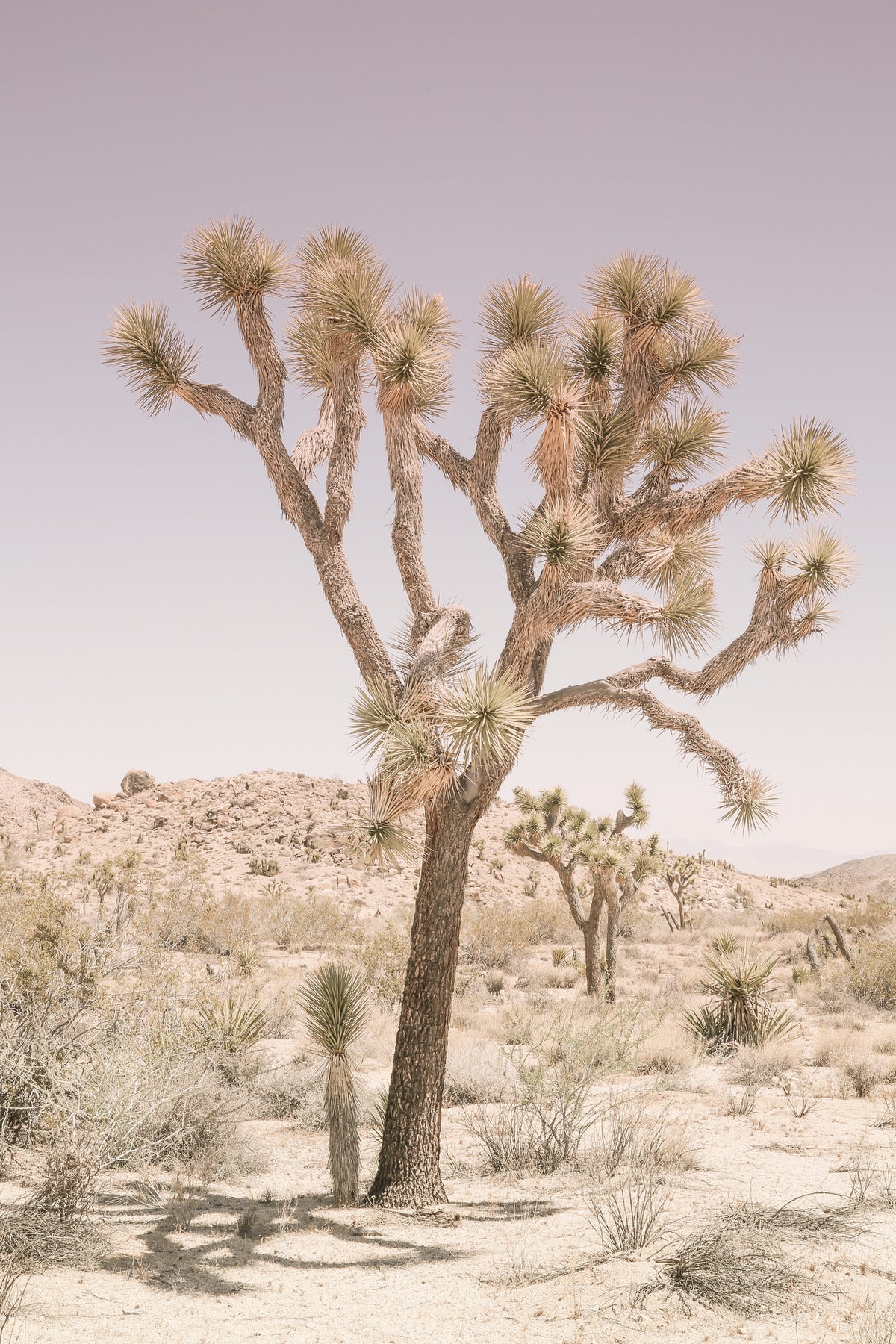 canvas-print-desert-serenity-2