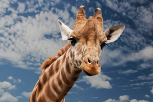 3-piece-canvas-print-attention-giraffe