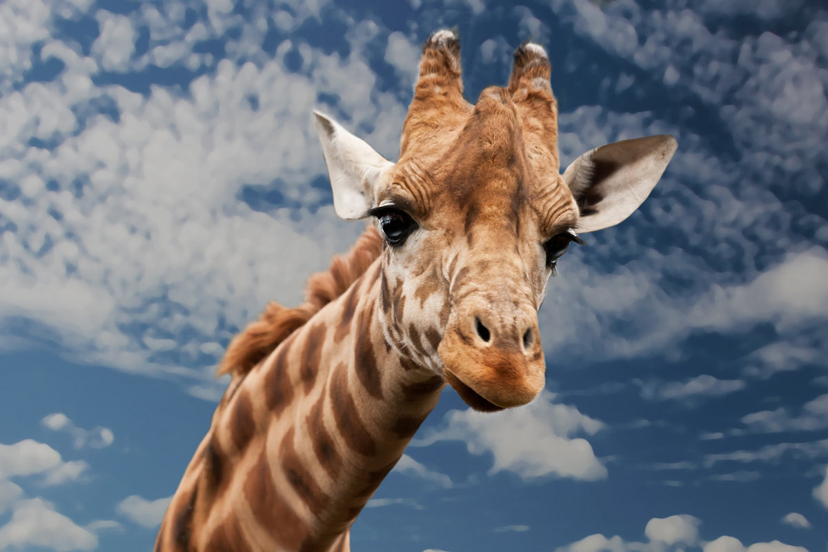 3-piece-canvas-print-attention-giraffe
