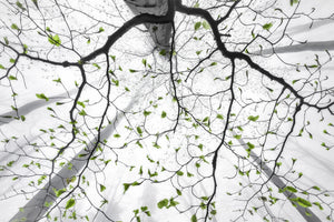 aluminium-print-leaves-of-spring