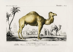framedposter-print-camel-camelus