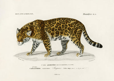 poster-print-jaguar-panthera-onca