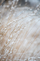 framedcanvas-print-winter-grass