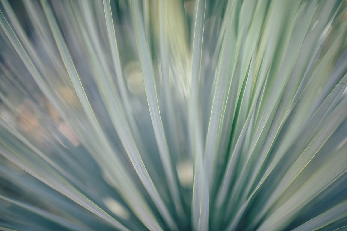 modern-3-piece-acrylic-print-strip-of-plant