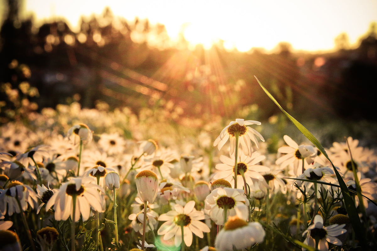 canvas-print-daisies-at-sunset