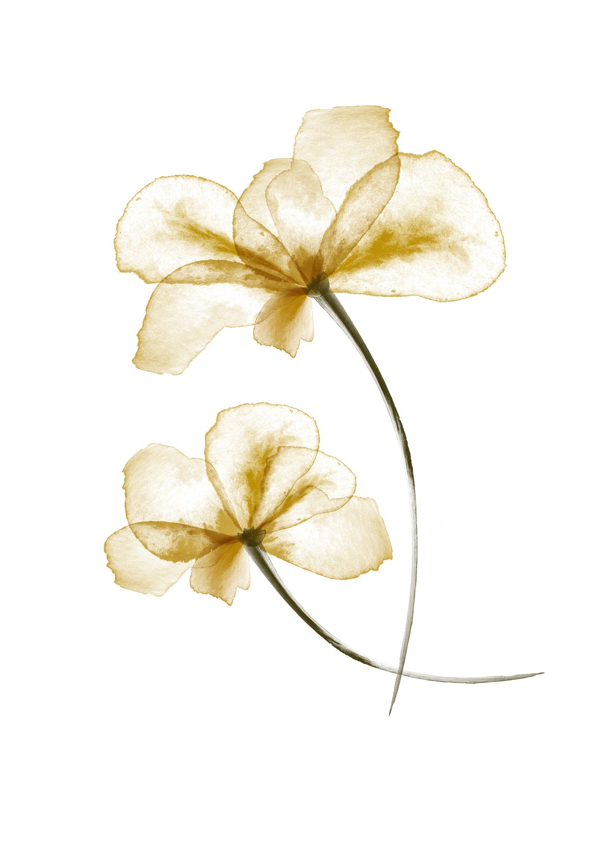 canvas-print-pressed-flowers