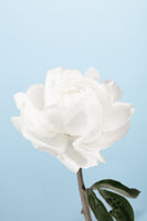 aluminium-print-peony-1