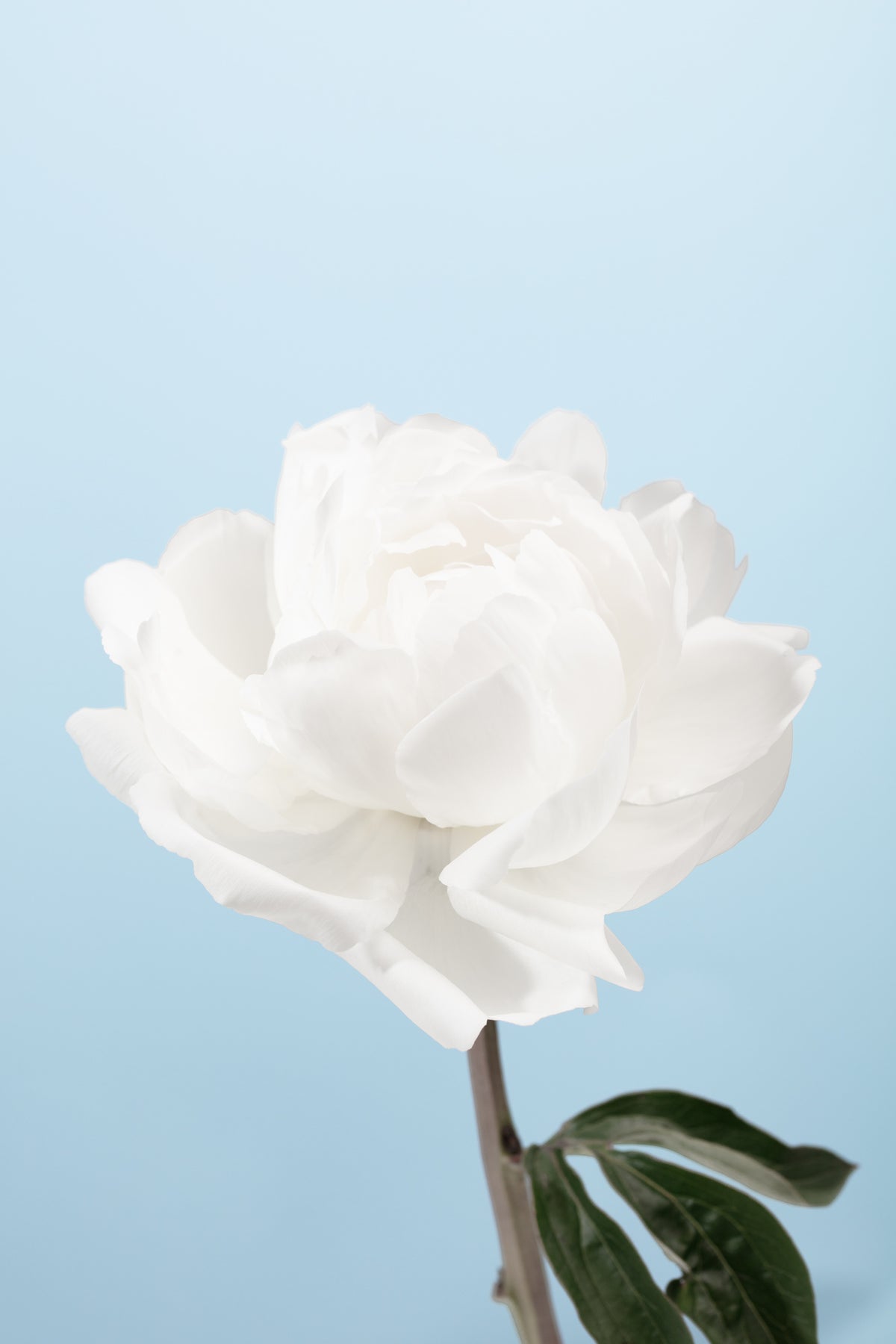 aluminium-print-peony-1