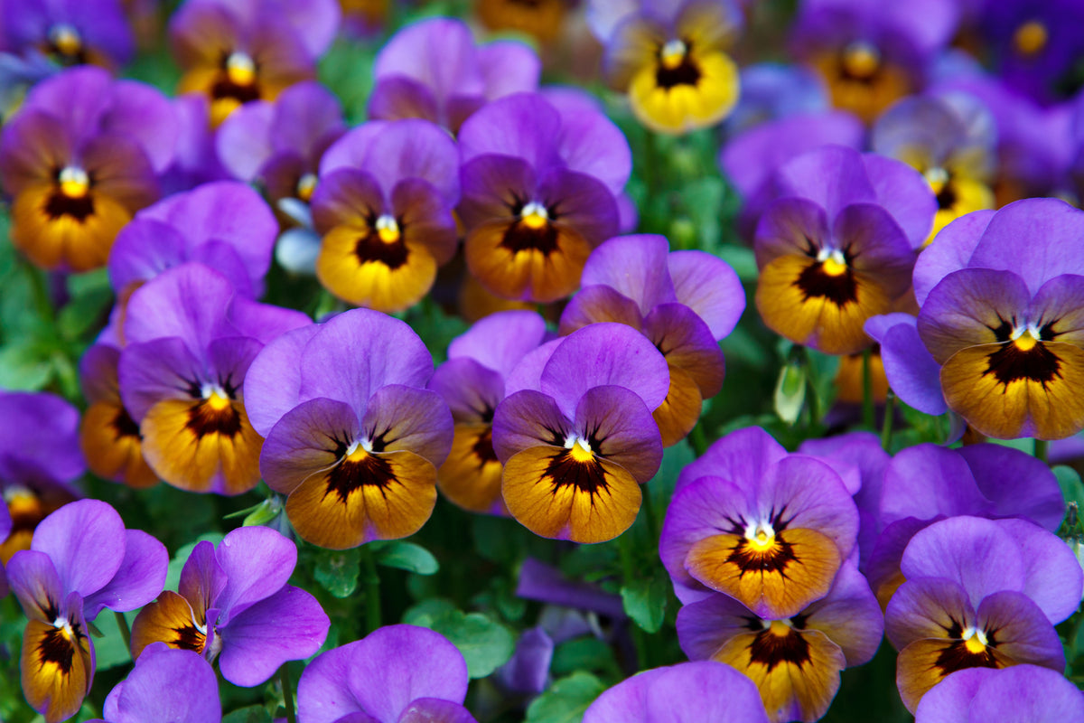 acrylic-print-the-pansies