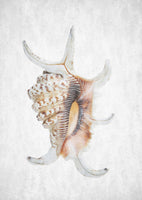 framedposter-print-spiral-seashell