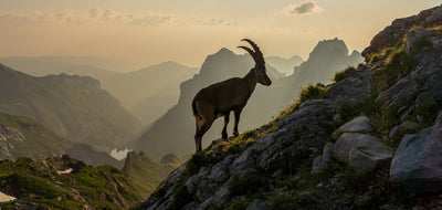 poster-print-alpstein-in-switzerland