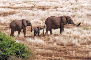 framedcanvas-print-elephant-family-tanzania-x