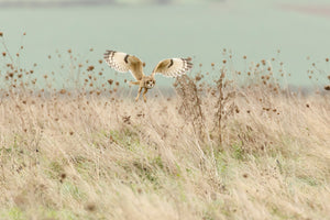 canvas-print-hunting-short-eared-owl-x