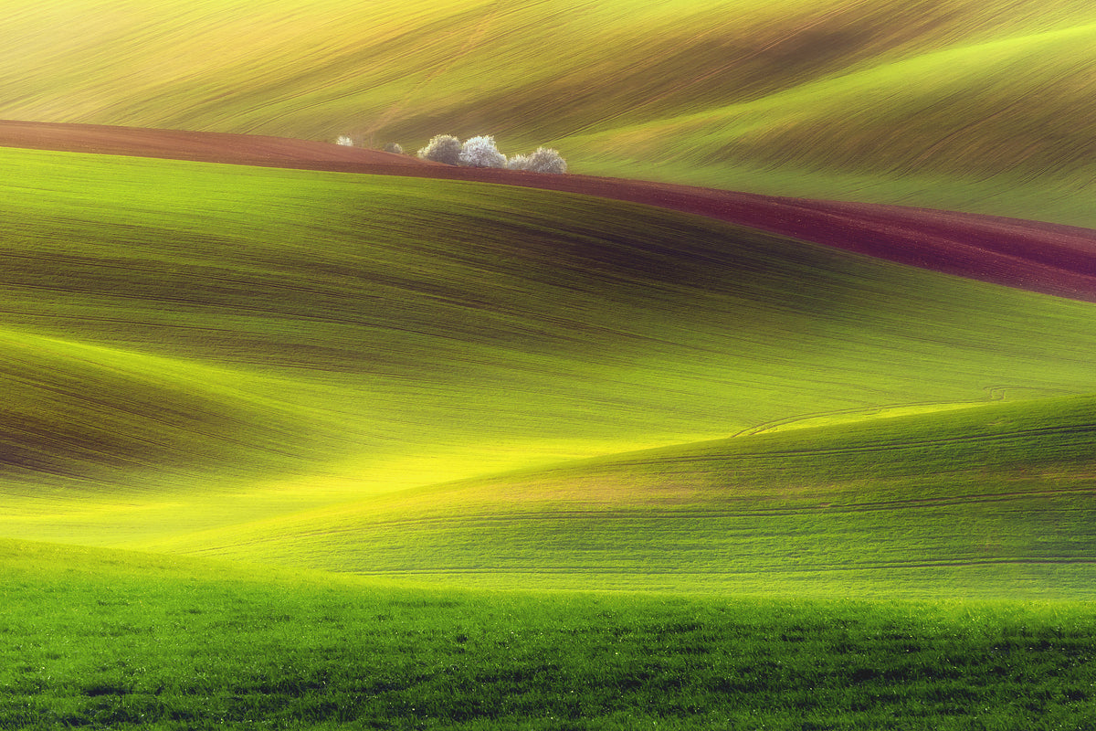 aluminium-print-golden-fields-x