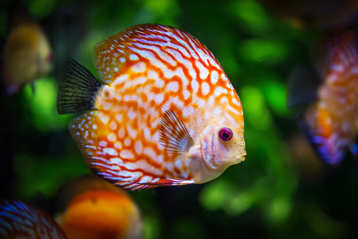 aluminium-print-the-discus-fish