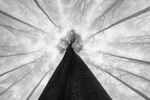 3-piece-canvas-print-fog-in-the-treetops