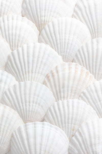 poster-print-shells-3