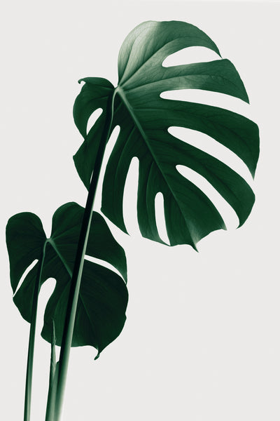 poster-print-monstera-natural-16