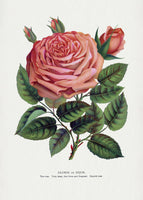 framedposter-print-pink-rose-glorie-de-dijon-lithograph
