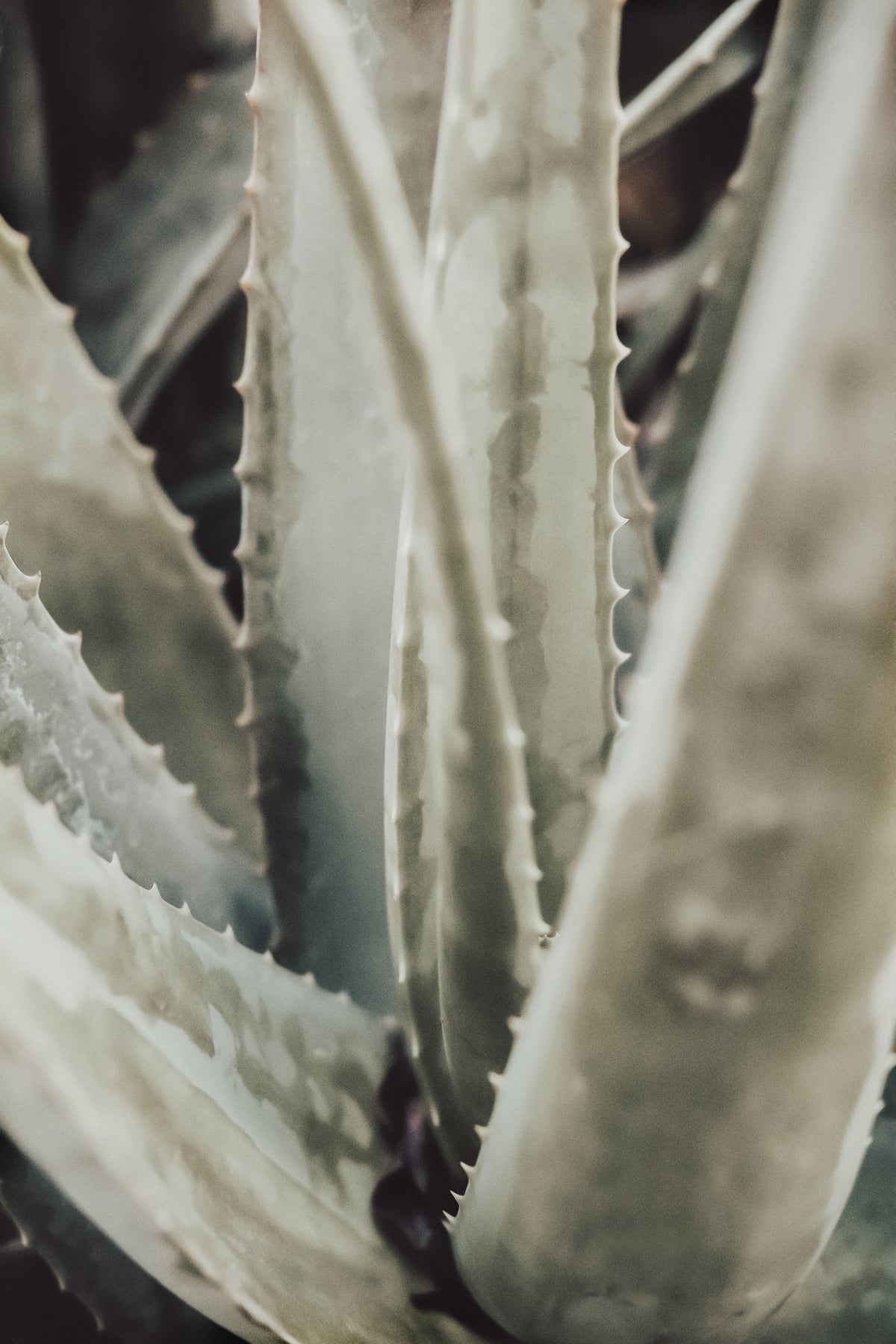 framedposter-print-aloe-001