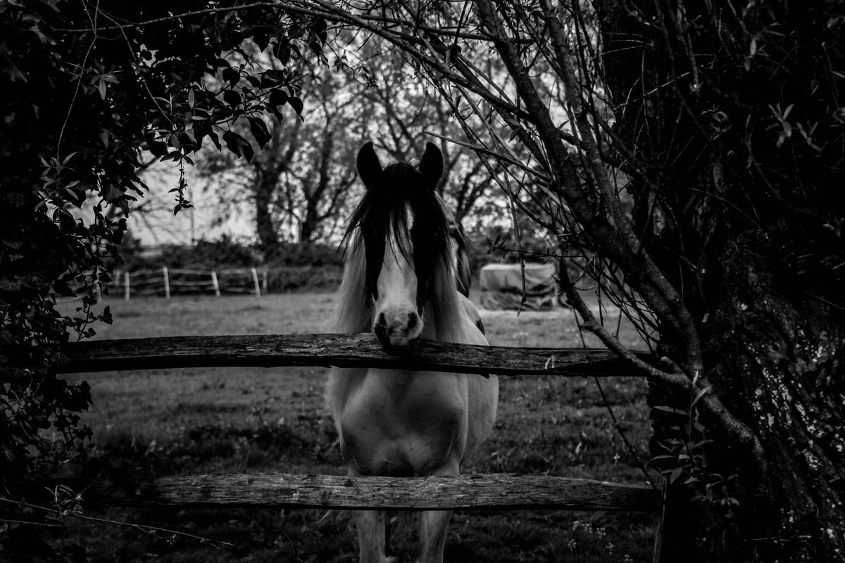 framedposter-print-the-horse-sw