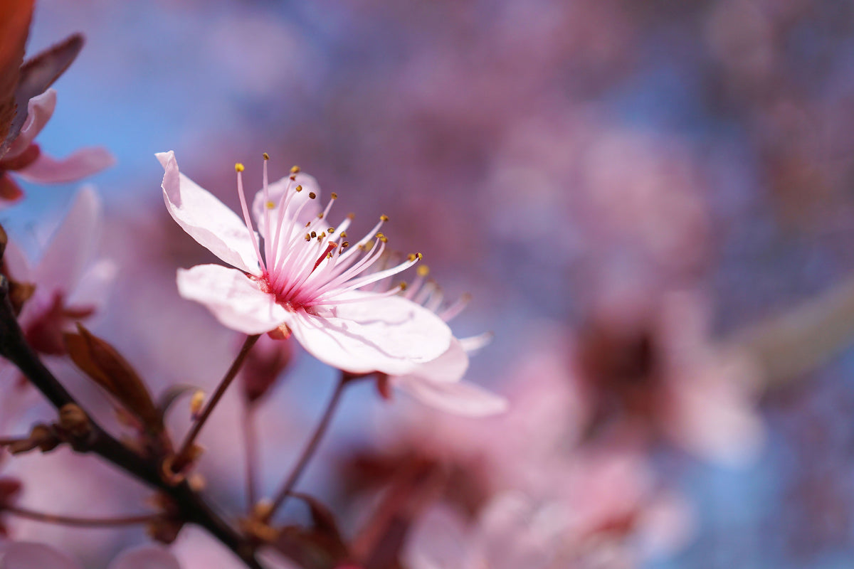 aluminium-print-close-up-cherry-blossom