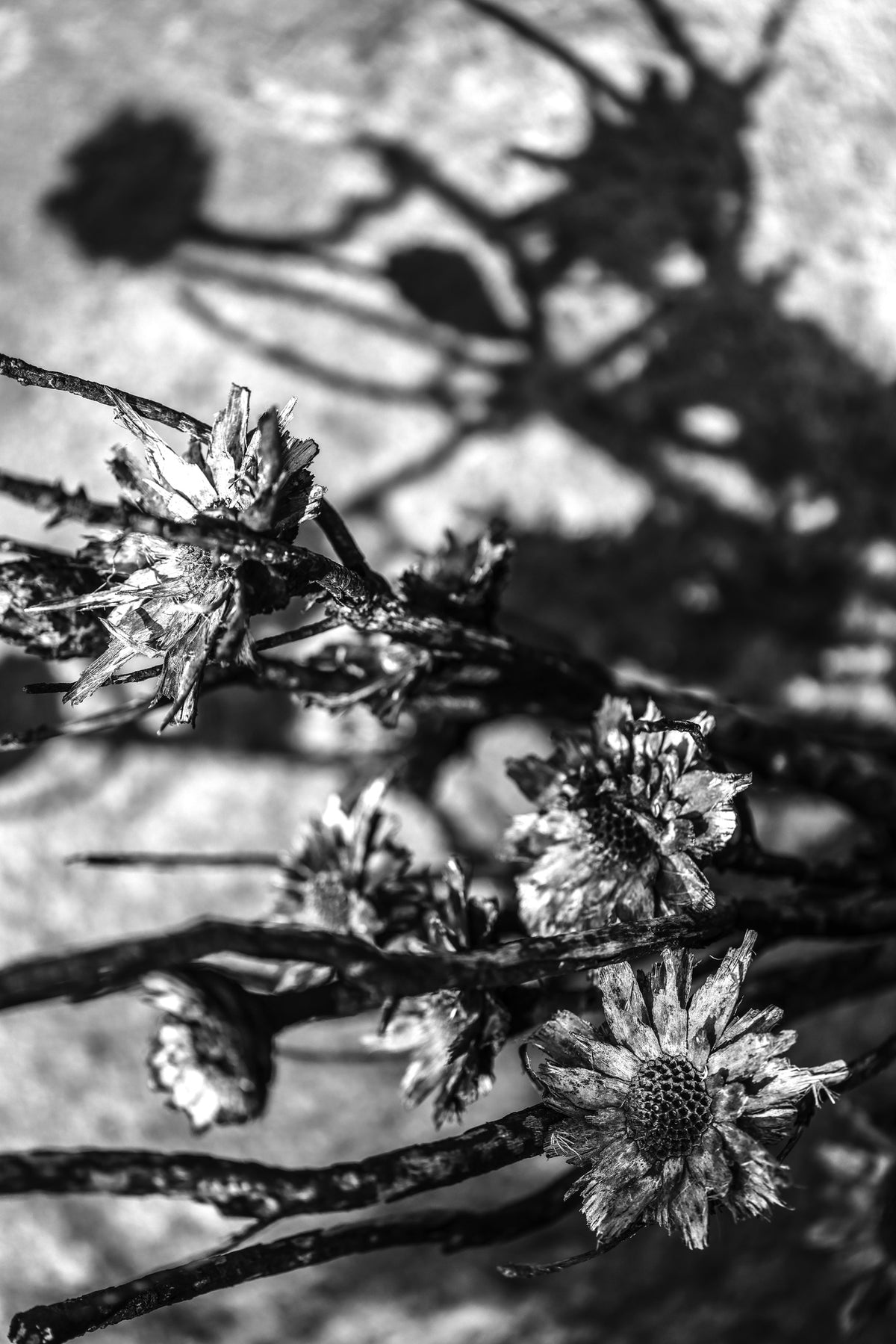 canvas-print-petals-in-shadowsjpg