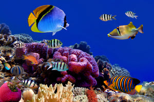3-piece-aluminium-print-world-of-fish