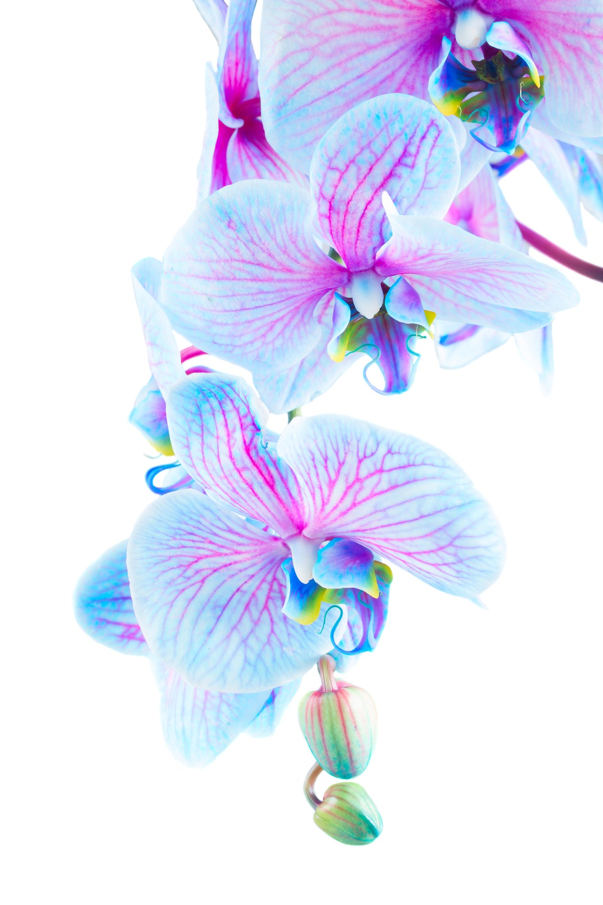 acrylic-print-orchid-butterfly