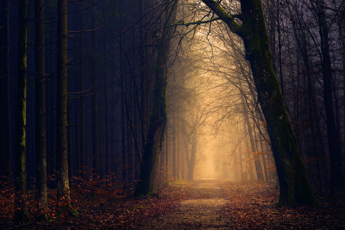 3-piece-acrylic-print-evening-mood-in-the-forest