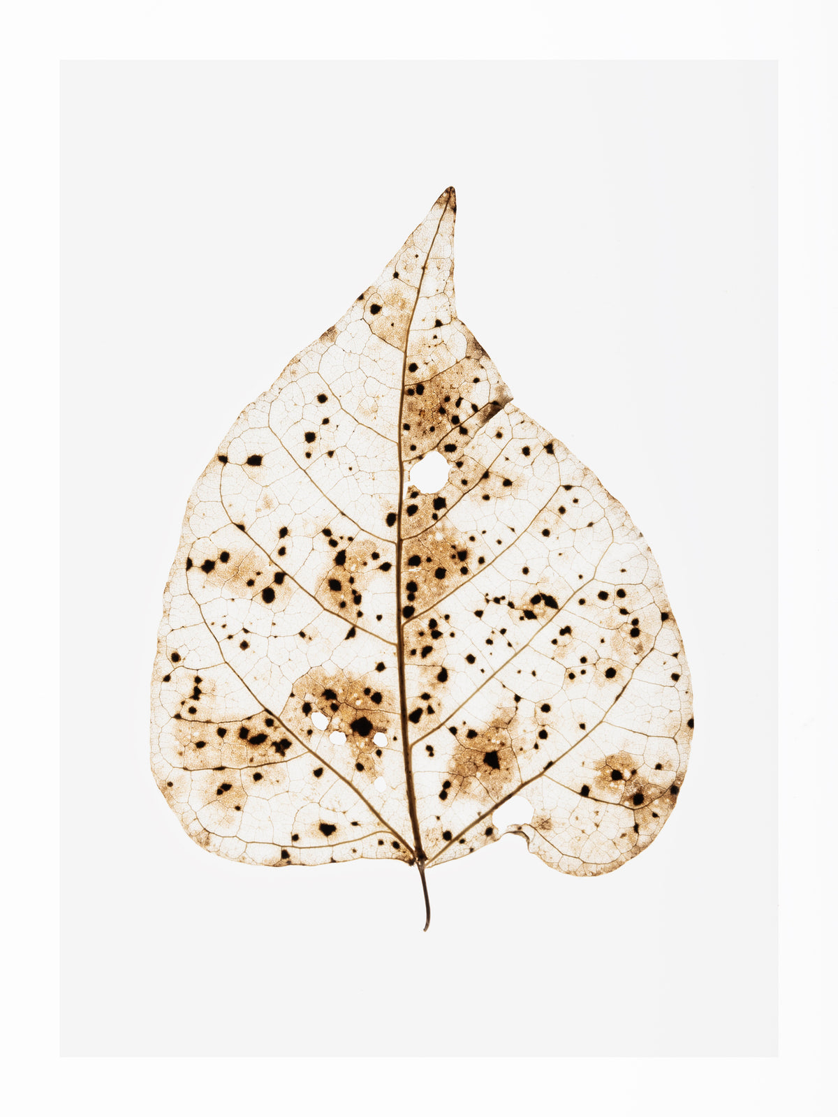 acrylic-print-autumns-whisper