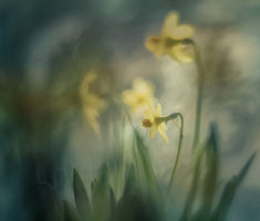 aluminium-print-in-the-morning-2