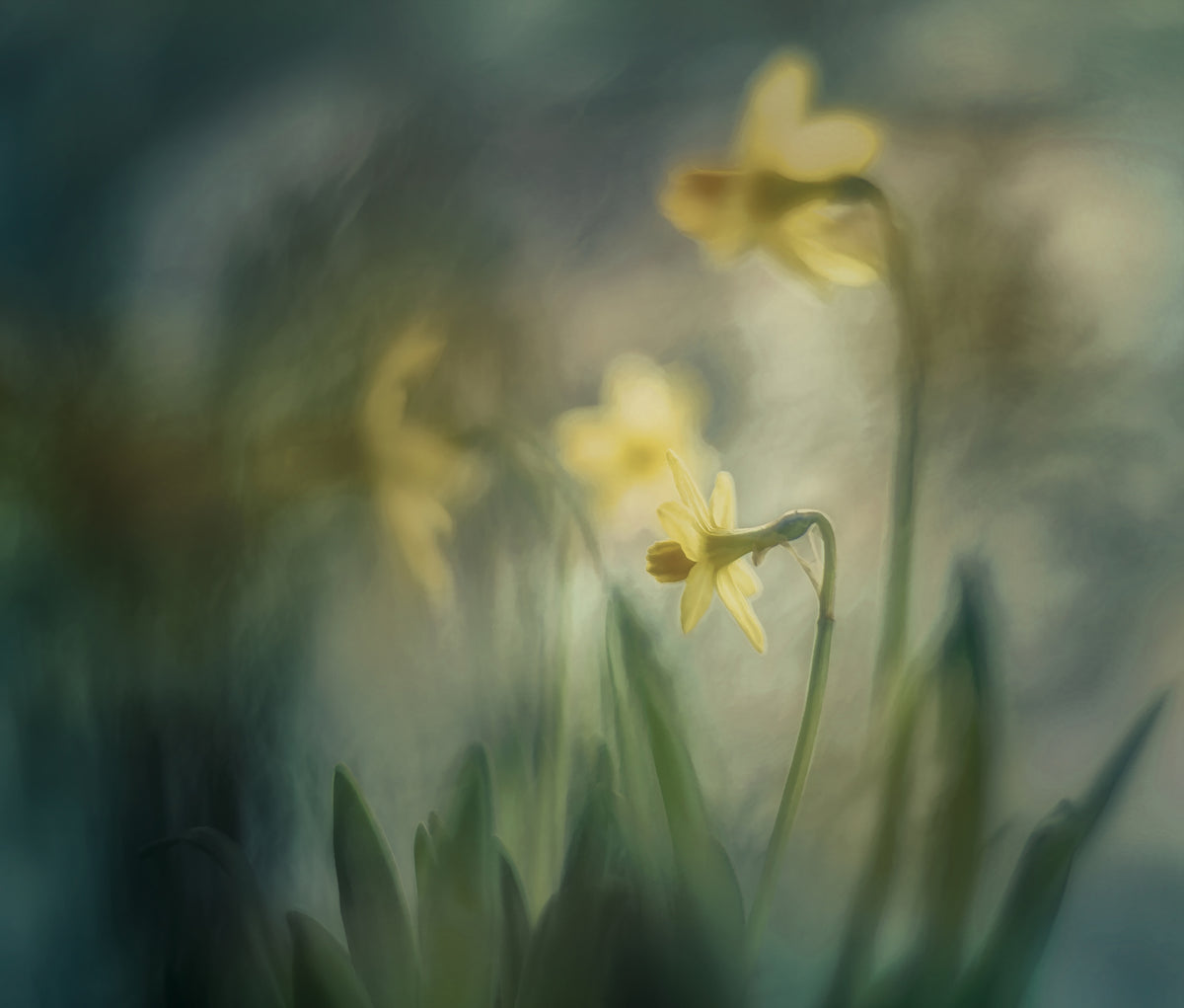 aluminium-print-in-the-morning-2