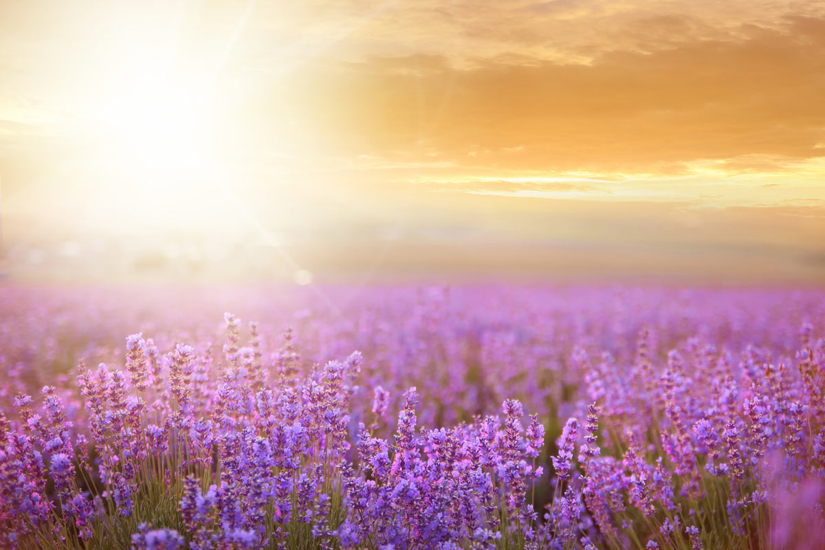 acrylic-print-sunset-in-lavender-field