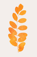 acrylic-print-oak-leaf
