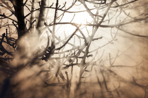 3-piece-canvas-print-branches-in-fog-light
