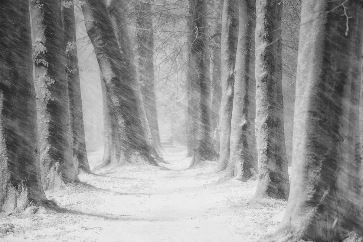 canvas-print-blowing-snow