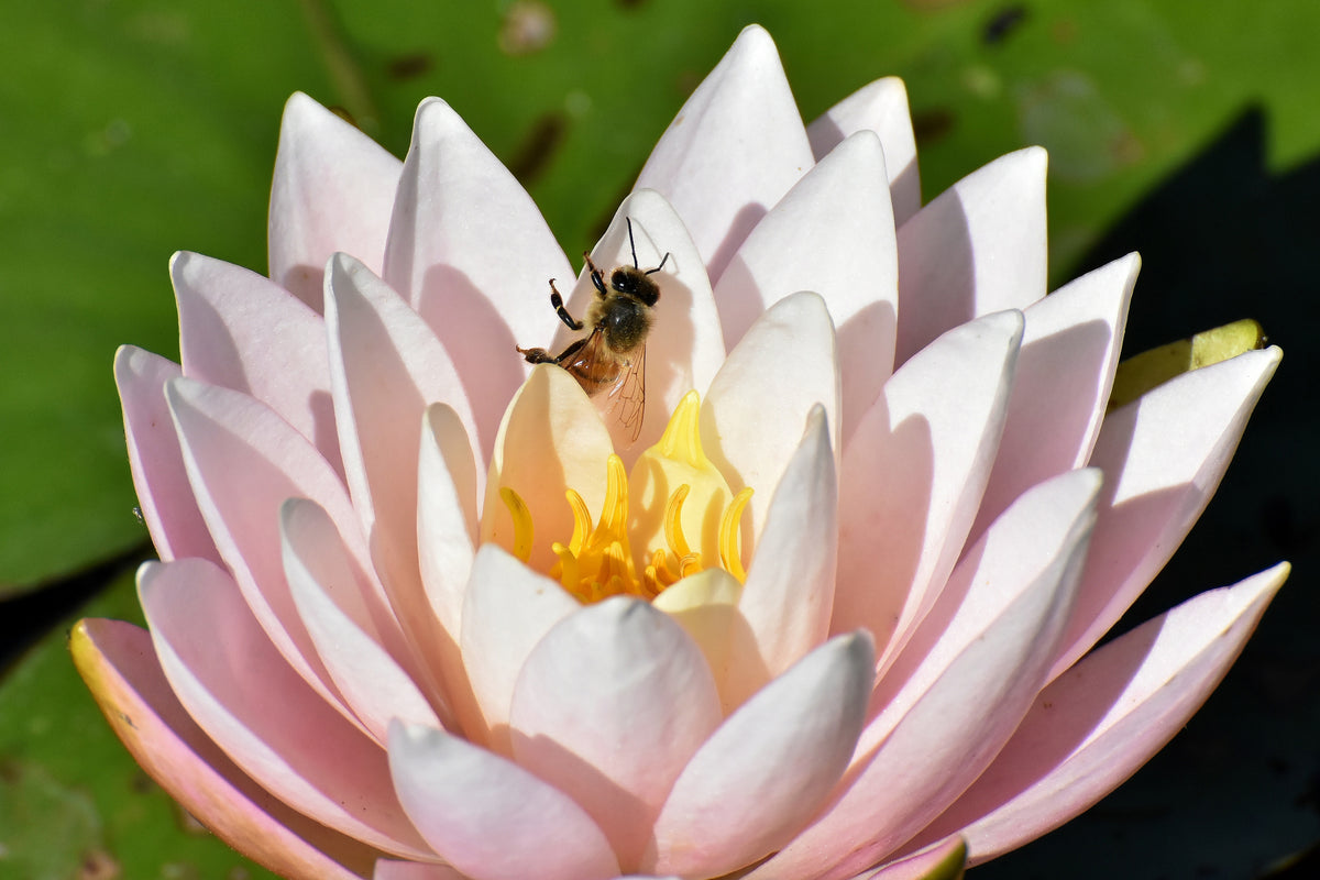 framedcanvas-print-the-bee-on-the-water-lily