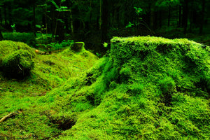 3-piece-aluminium-print-moss-in-the-forest