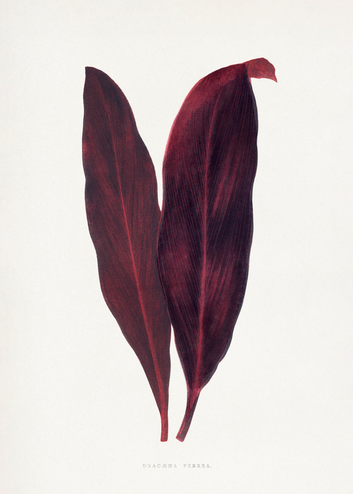 acrylic-print-pink-dracaena-ferrea-leaf-illustration